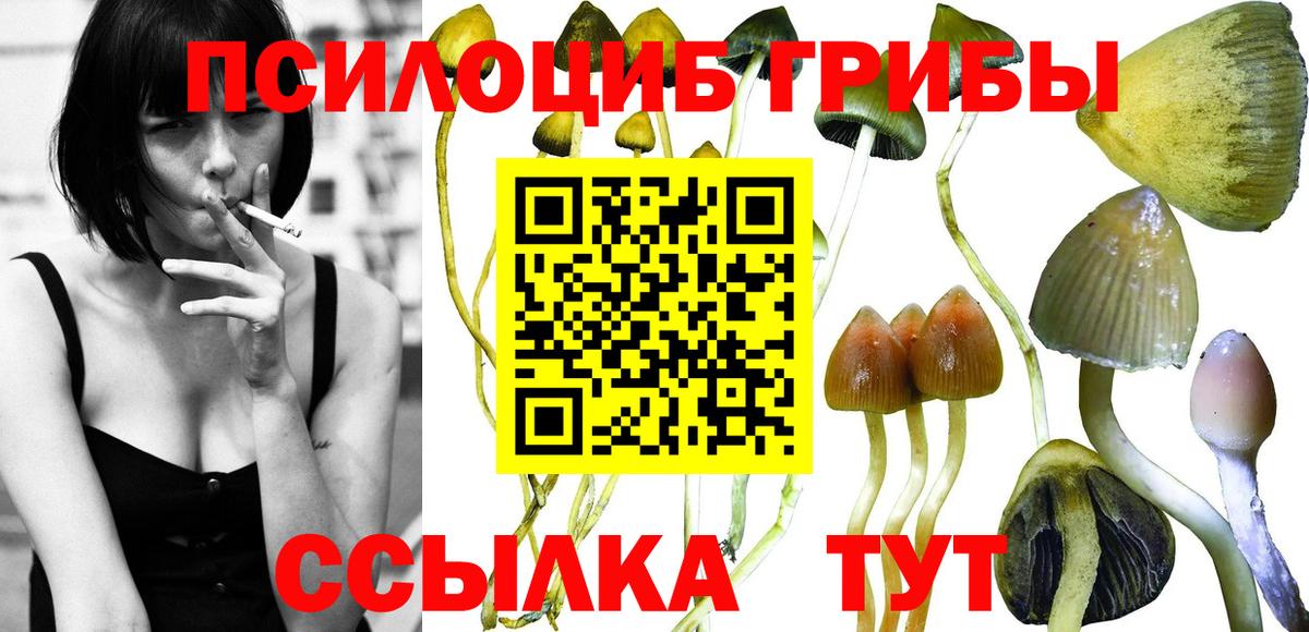 Псилоцибиновые грибы GOLDEN TEACHER Вичуга